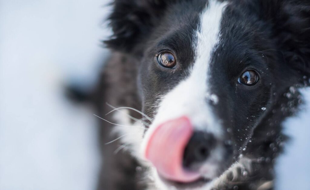 5 Fun Ways to Give Your Dog a Treat