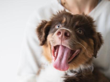Veterinarians, Clients, and Hemp