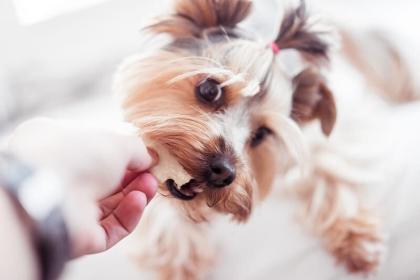What Makes a Dog Treat Healthy