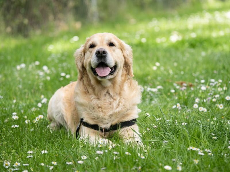 How To Keep Your Pet Healthy in Summer