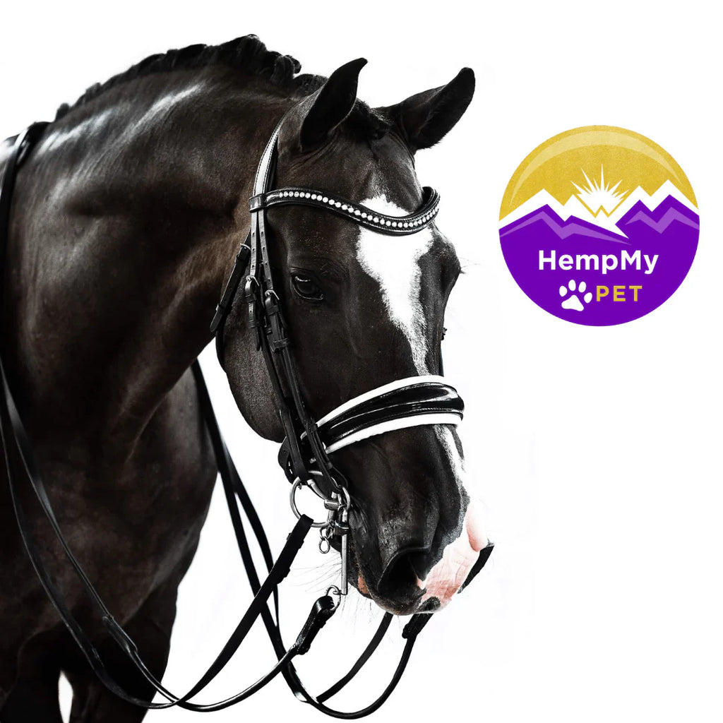 HempMy Pet’s Second Clinical Trial Study Confirms that Hemp Oil is Effective in Reducing Stress in Horses