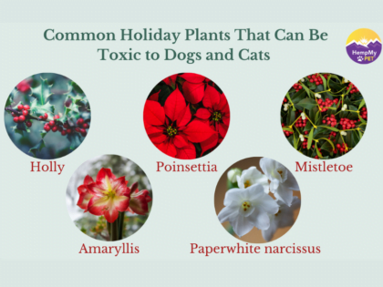 Holiday Plants That Can Be Toxic to Your Pets