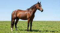 Healthy bay horse grazing in a green summer pasture — managing pasture sugar is a year-round part of equine wellness