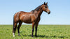 Advancing Equine Wellness: Science-Backed Strategies for Your Horse