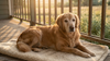 A New Trial Found CBD Was Well Tolerated in Dogs With Joint Trouble — Here's the Honest Part About What It Could and Couldn't Show