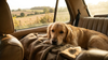 What a New Car-Travel Study Tells Us About Keeping Dogs Calm on the Road