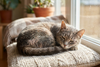CBD for Senior Cats: Comfort, Mobility & Calm as They Age