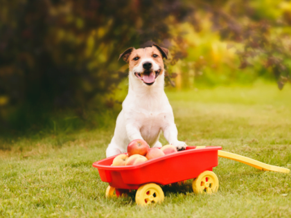 Dog-Friendly Thanksgiving Foods