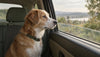 Trazodone for Dogs: Side Effects, and the Heart-Rate Finding Nobody Mentions
