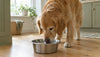 Prednisone for Dogs: Side Effects, and the Gap Between What Is Reported and What Owners Live With