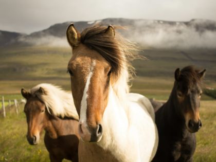 Equine Therapy: How Horses Help Us Heal