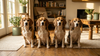 Same Dose, Different Dogs: What a New 90-Day Hemp Study Says About Dosing
