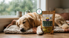 CBD & Hemp for Dog Anxiety: What Works and How to Use It