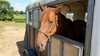 CBD for Horse Anxiety: Trailering, Travel & Show-Day Stress