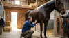Is CBD Safe for Horses? Side Effects, Vets & Show Rules