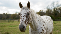 Alert Appaloosa horse portrait