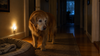 Old Dog Restless at Night: The Eight Causes and How to Tell Them Apart