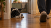 Why Does My Dog Follow Me Everywhere? Six Reasons, and the One Worth Watching