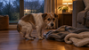 Why Is My Dog Shaking? The Nine Causes and When It's Urgent