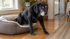 Arthritis in Dogs: The Early Signs, the Five Real Stages, and What Actually Helps