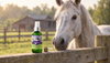 Equioxx (Firocoxib) for Horses: Side Effects, Long-Term Use, and Previcox