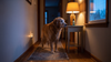Sundowners in Dogs: What It Is, What Else It Could Be, and What Helps at Night