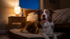 Dog Panting at Night: The Eight Causes, the Senior-Dog Ones, and When It's Urgent