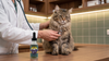 Heart Murmur in Cats: What the Grade Means and When to Worry
