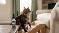 Maine Coon cat using a carpeted pet ramp to reach a sofa, with a HempMy Pet 250mg hemp seed oil bottle on the coffee table