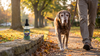 Home Remedies for Dog Constipation: Constipated, Colitis or Blocked — Sort It First, Then Water, Fibre and a Walk