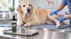 Peptides for Dogs: What They Are, Which Ones Vets Use, and Whether Your Dog Is a Candidate