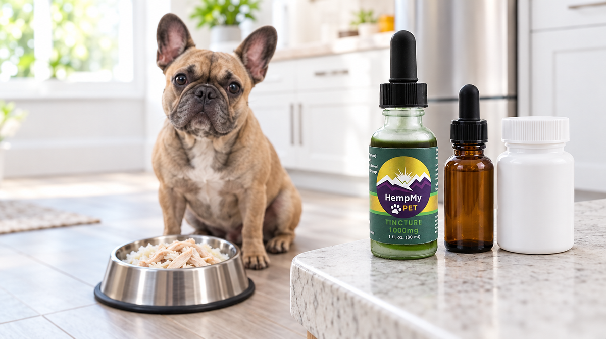 French bulldog beside a bowl of plain food and a HempMy Pet hemp oil bottle, for an article on BPC-157 for dogs with IBD