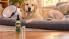 BPC-157 for Dogs with a Torn CCL (ACL): Where It Fits Around Surgery, and Where It Doesn't
