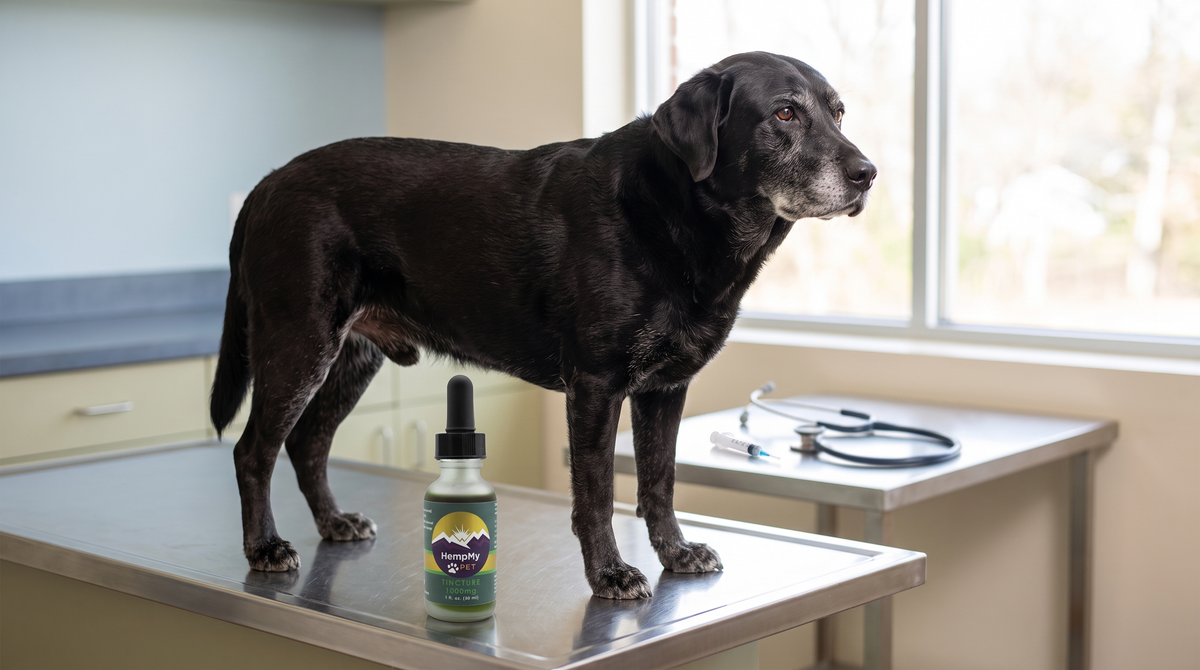 Senior black Labrador standing on a veterinary exam table beside a HempMy Pet 1000mg hemp oil tincture bottle