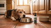 Dog Won't Eat: The Clock by Age, the Pattern That Tells You Why, and What to Offer Tonight