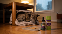 Anxious brindle dog settled in a blanket den under a table during a storm, with a HempMy Pet 250mg hemp seed oil bottle and a lick mat in the foreground