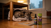 What Can You Give a Dog for Anxiety? OTC, Rx & Home Options Graded