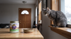 Cat Separation Anxiety: Signs With Numbers, the Camera Test, Medication & What Helps