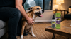 Dog Panting and Shaking: The Third Sign That Tells You Why, the 60-Second Check & When It's Urgent