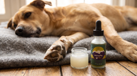 Dog resting with a dry paw pad beside a jar of petroleum jelly and a HempMy Pet 250mg hemp oil bottle