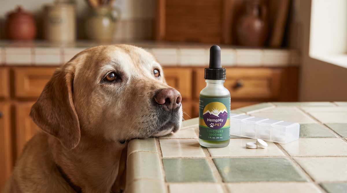 Senior Labrador resting its chin on a kitchen counter beside a HempMy Pet 1000mg hemp oil bottle and a pill organizer with white aspirin tablets