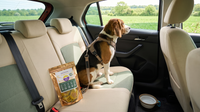 Beagle in a travel harness clipped to the seat belt, sitting on the back seat of a car looking out the window, beside a HempMy Pet organic hemp dog treats pouch and a travel water bowl