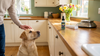 Zyrtec for Dogs: How Much by Weight, Claritin Compared, and What the Trials Found