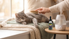 Cat Dandruff: Why It Happens, Mites vs Dry Skin, and What Actually Helps