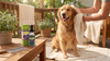 Hot Spots on Dogs: What They Are, What Causes Them, and What to Do Today