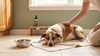 Dog Vomiting White Foam: The Causes, the Bloat Warning, and What to Do Tonight