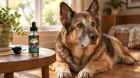 Senior German Shepherd with a grey muzzle resting at home beside a HempMy Pet 1000mg full-spectrum hemp seed oil bottle