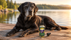 How Long Do Labs Live? The Real Numbers by Colour, the Lean-Lab Trial, and How to Reach 15