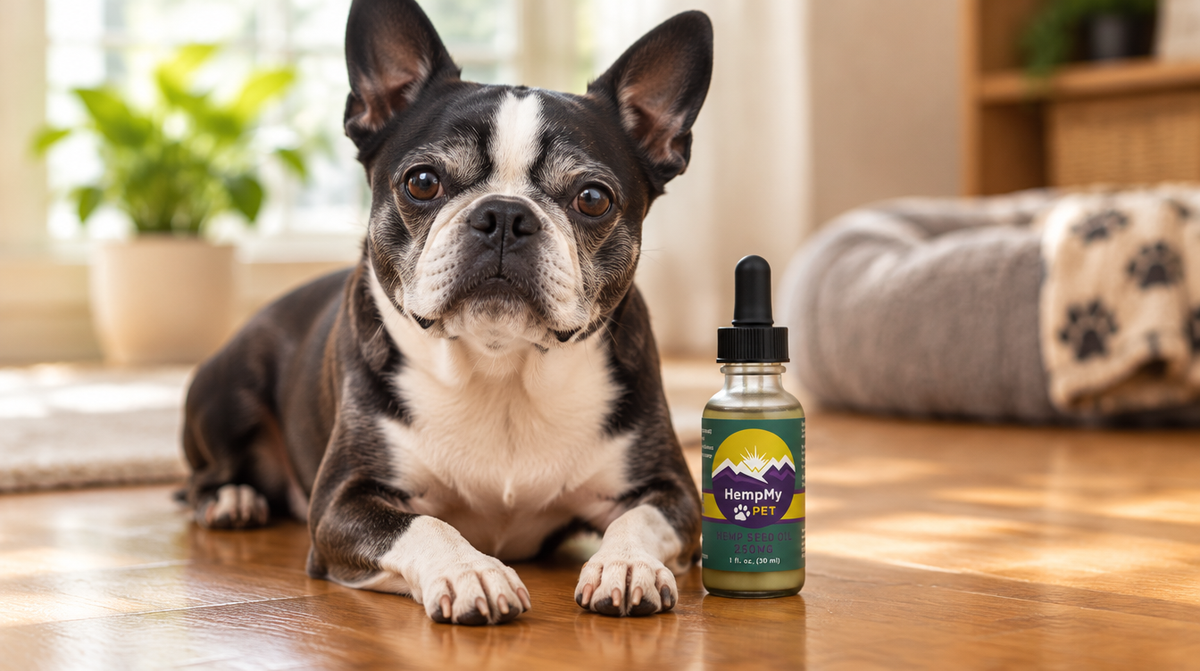 Senior Boston Terrier lying on a wooden floor beside a HempMy Pet 250mg hemp seed oil bottle