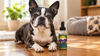 Boston Terrier Lifespan: How Long Boston Terriers Live